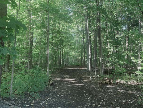 Forest trail in the Vellore Woodlot