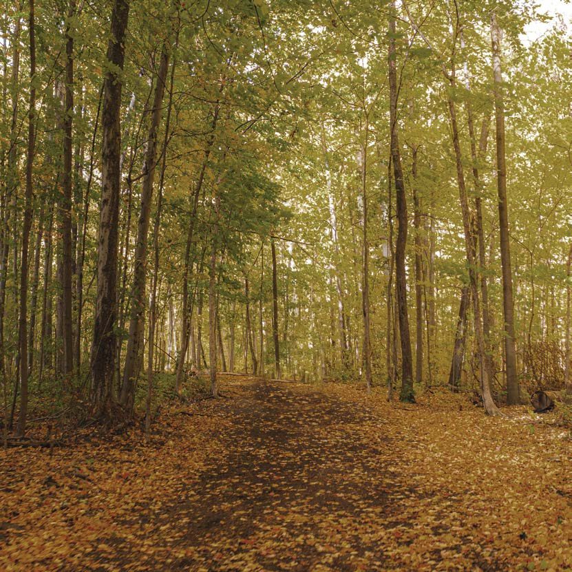 Vellore Woodlot Trails
